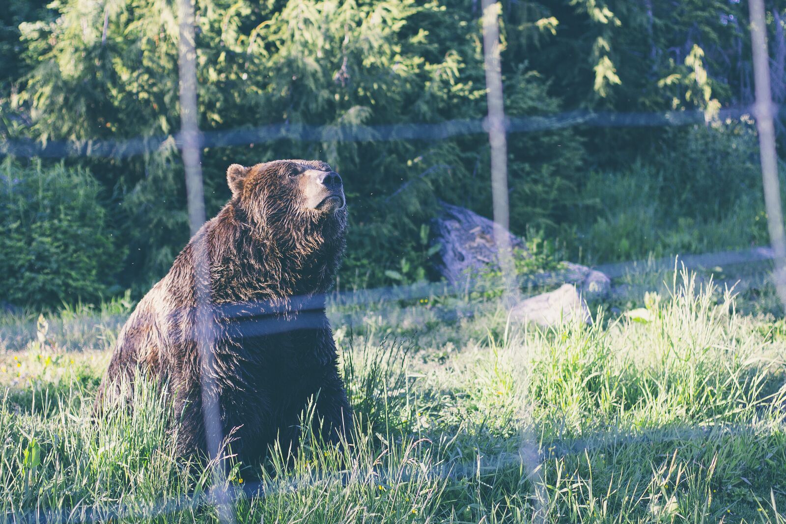 Canon EOS 60D + Canon EF 50mm F1.4 USM sample photo. Animal, bear, grass photography