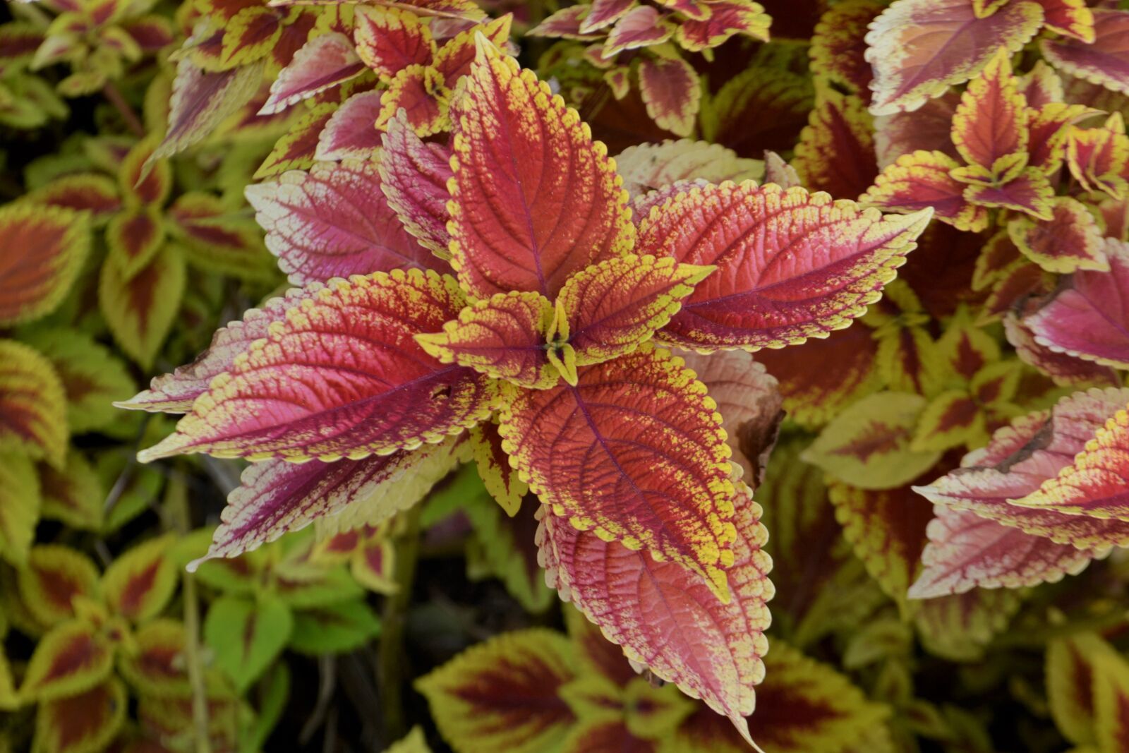 Nikon D3100 sample photo. Coleus plant, flower, flowerbed photography