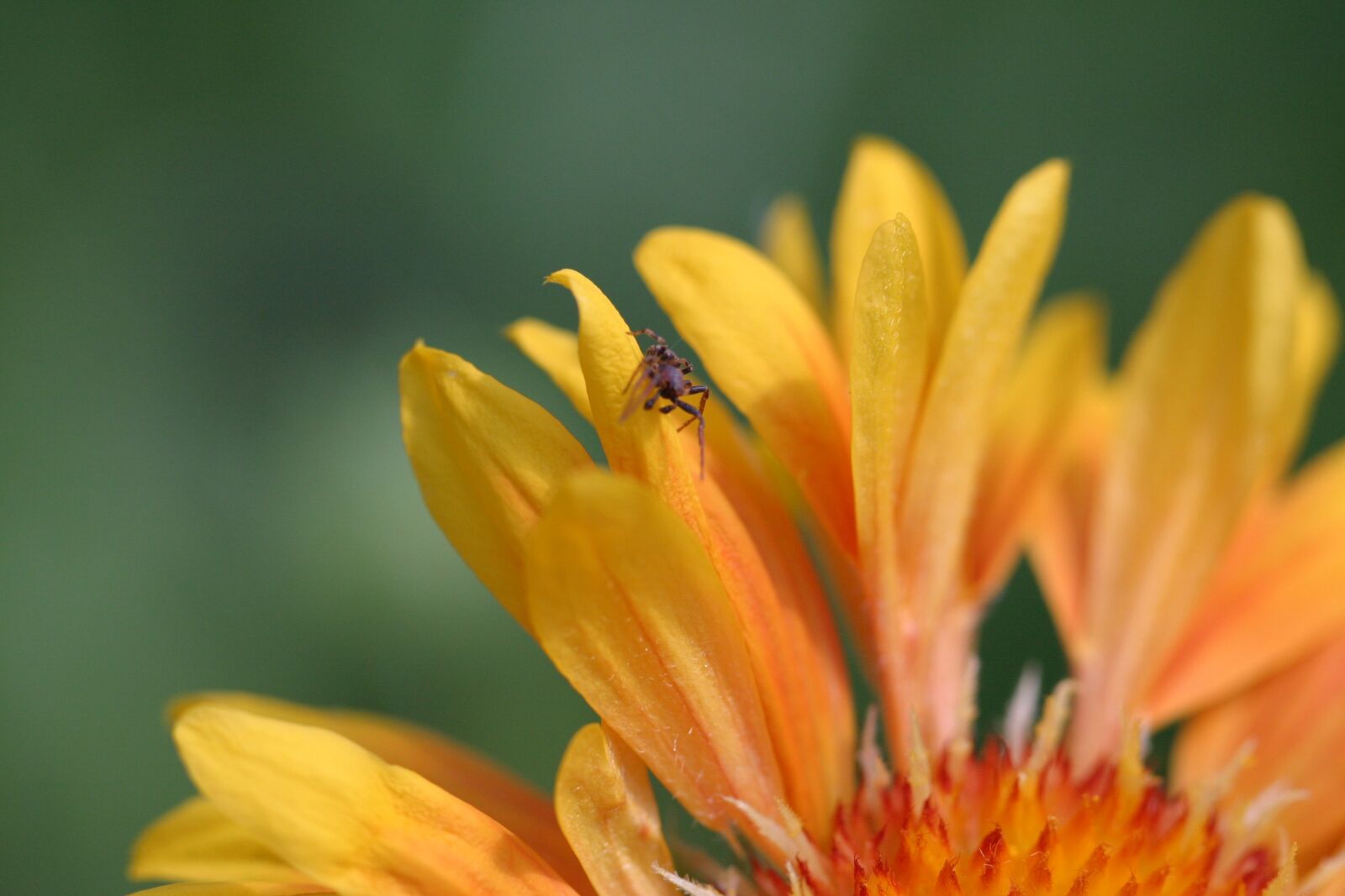Canon EOS 10D sample photo. Spider, flower, insect photography