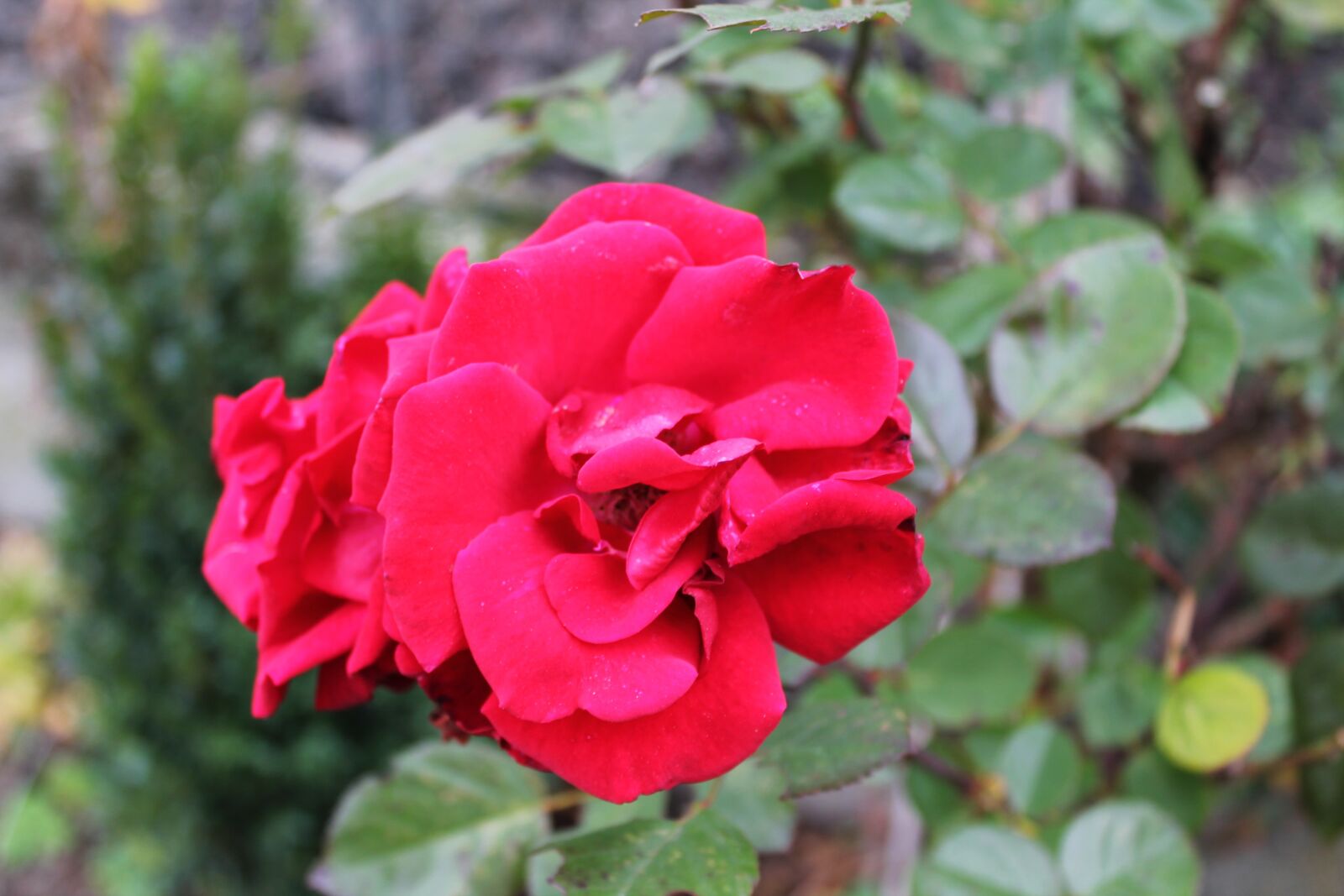 Canon EOS 1100D (EOS Rebel T3 / EOS Kiss X50) sample photo. Rose bloom, rosebush, red photography