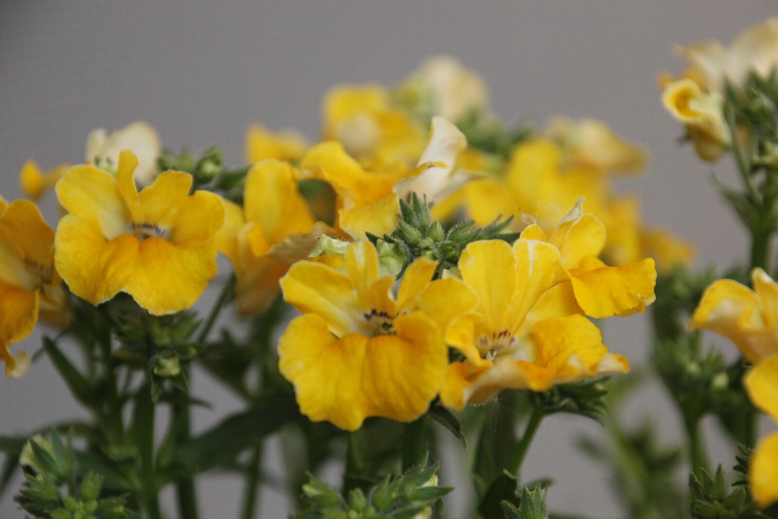 Canon EOS 550D (EOS Rebel T2i / EOS Kiss X4) sample photo. Flowers, yellow, summer photography