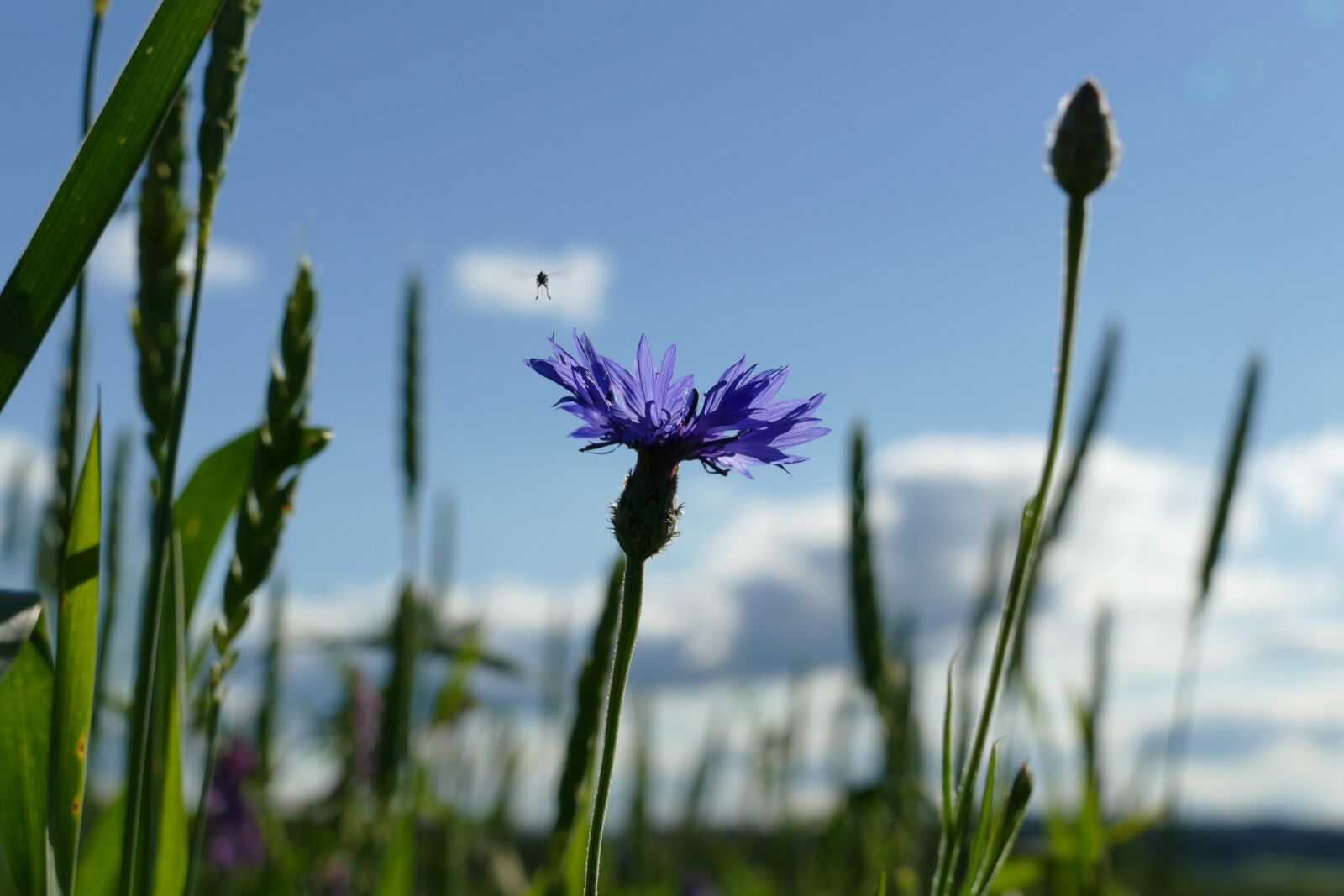 Panasonic Lumix DMC-FZ1000 sample photo. Cornflower, cyanus segetum, sky photography