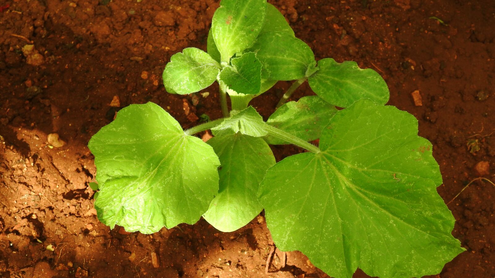 Nikon Coolpix P900 sample photo. Floorplan, pumpkin, garden photography