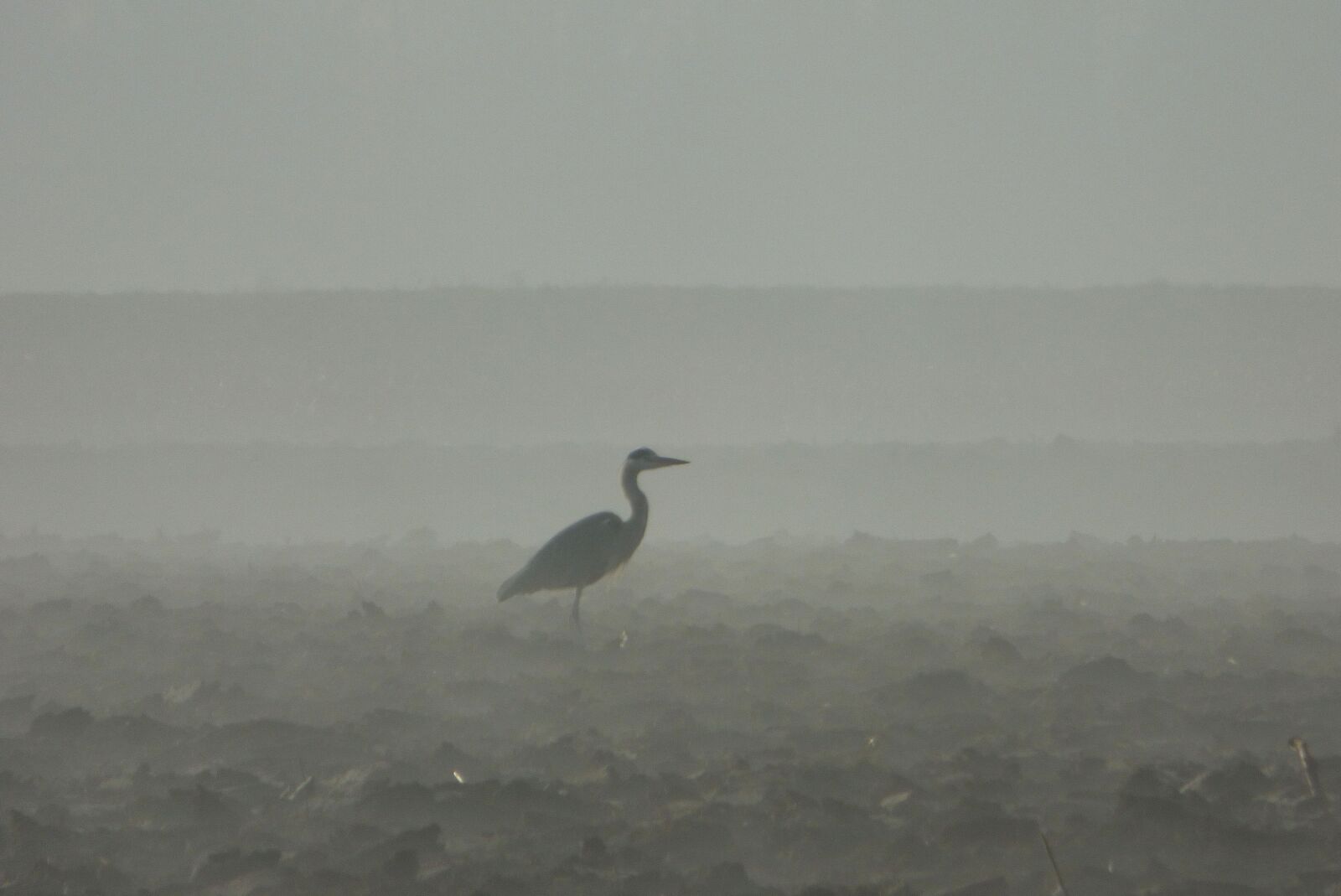 Panasonic DMC-FZ72 sample photo. Bird, crane, nature photography