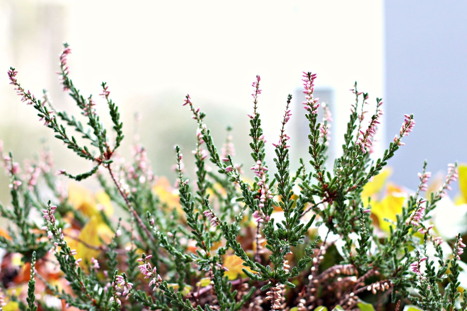 Canon EOS 700D (EOS Rebel T5i / EOS Kiss X7i) + Canon EF 50mm F1.8 II sample photo. Flowers, garden, plant photography