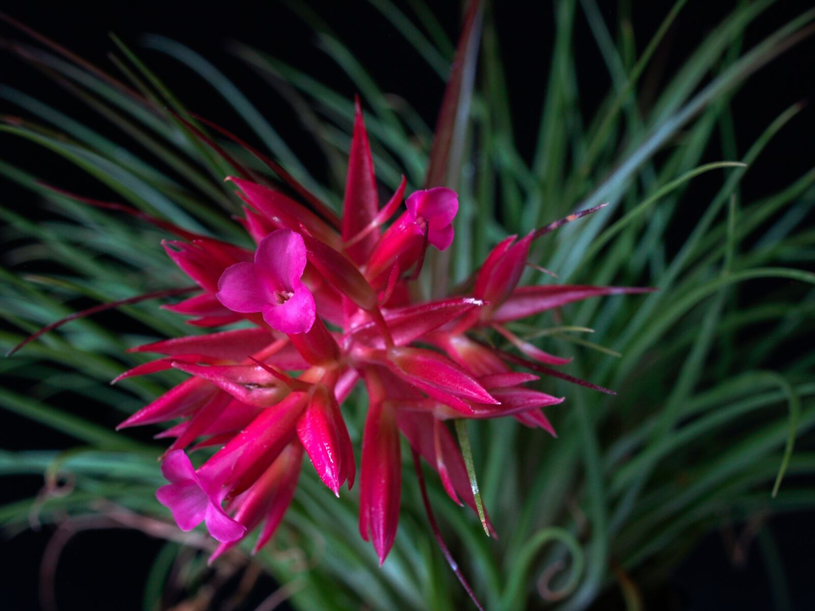 Olympus E-500 (EVOLT E-500) sample photo. Sukulent, flower, shaggy photography
