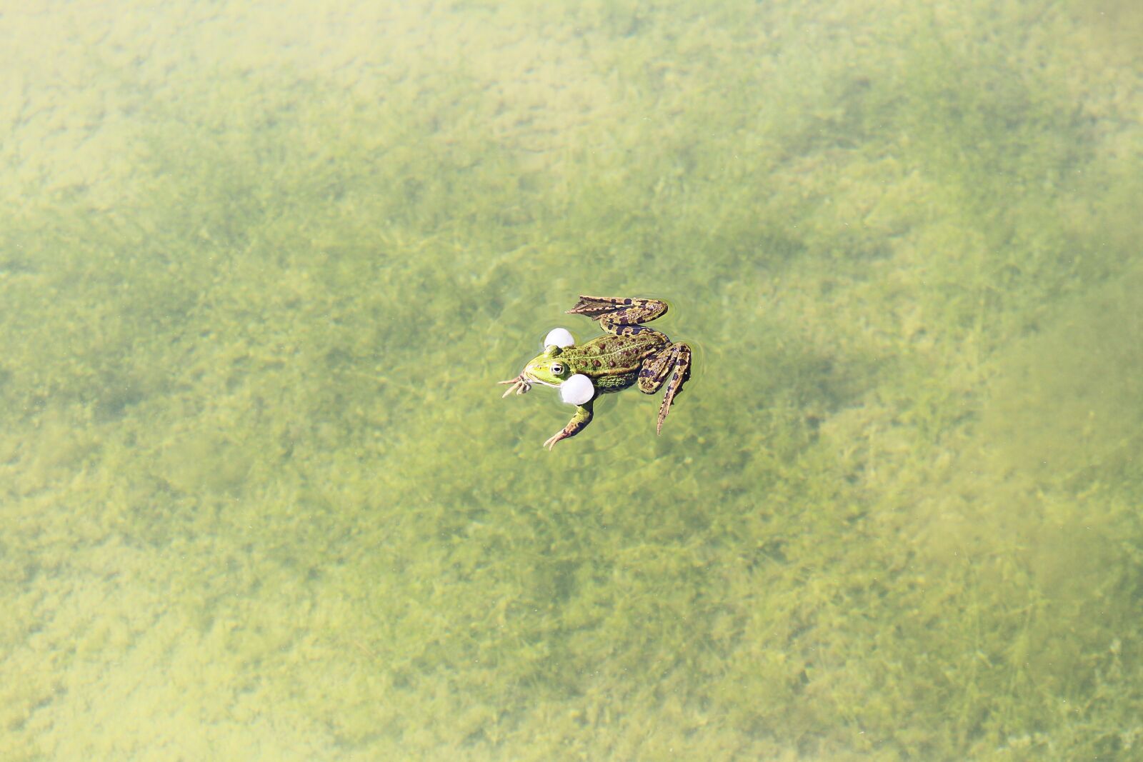 Canon EOS 700D (EOS Rebel T5i / EOS Kiss X7i) sample photo. Green, frog, swimming photography