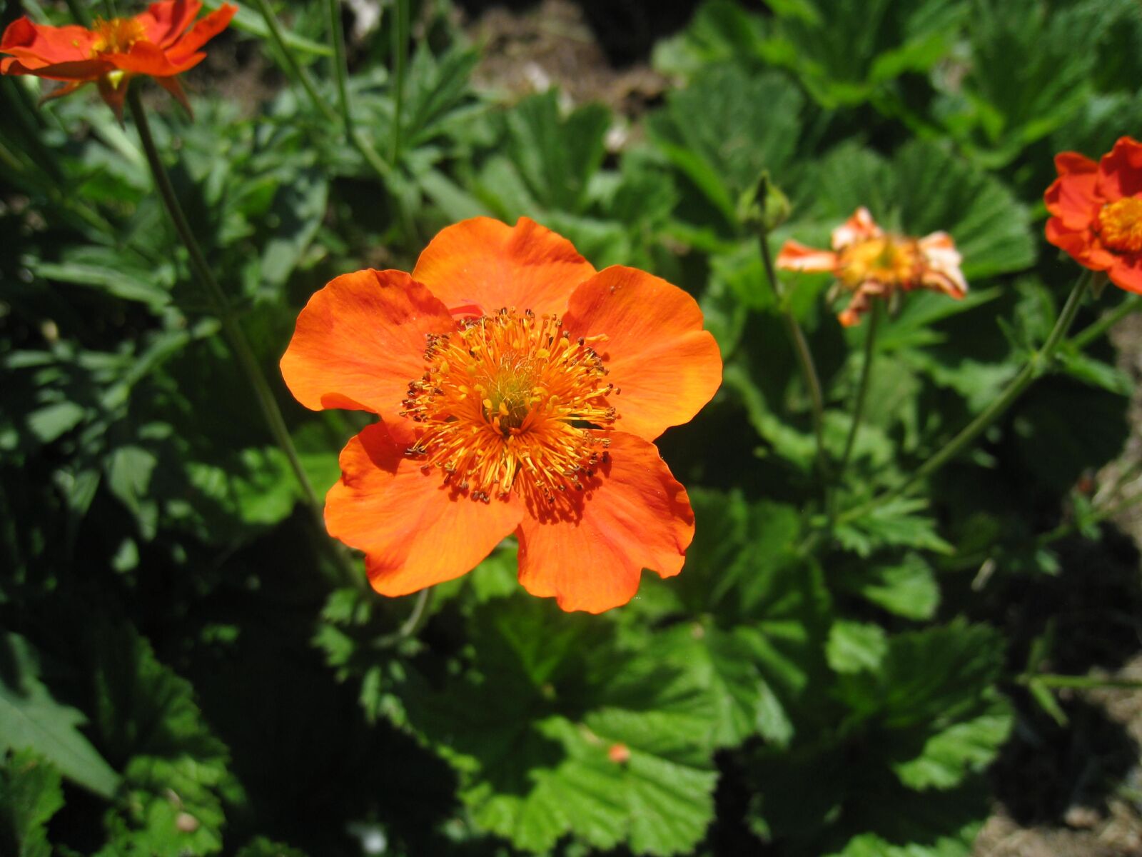 Canon DIGITAL IXUS 860 IS sample photo. Flower, orange, garden photography
