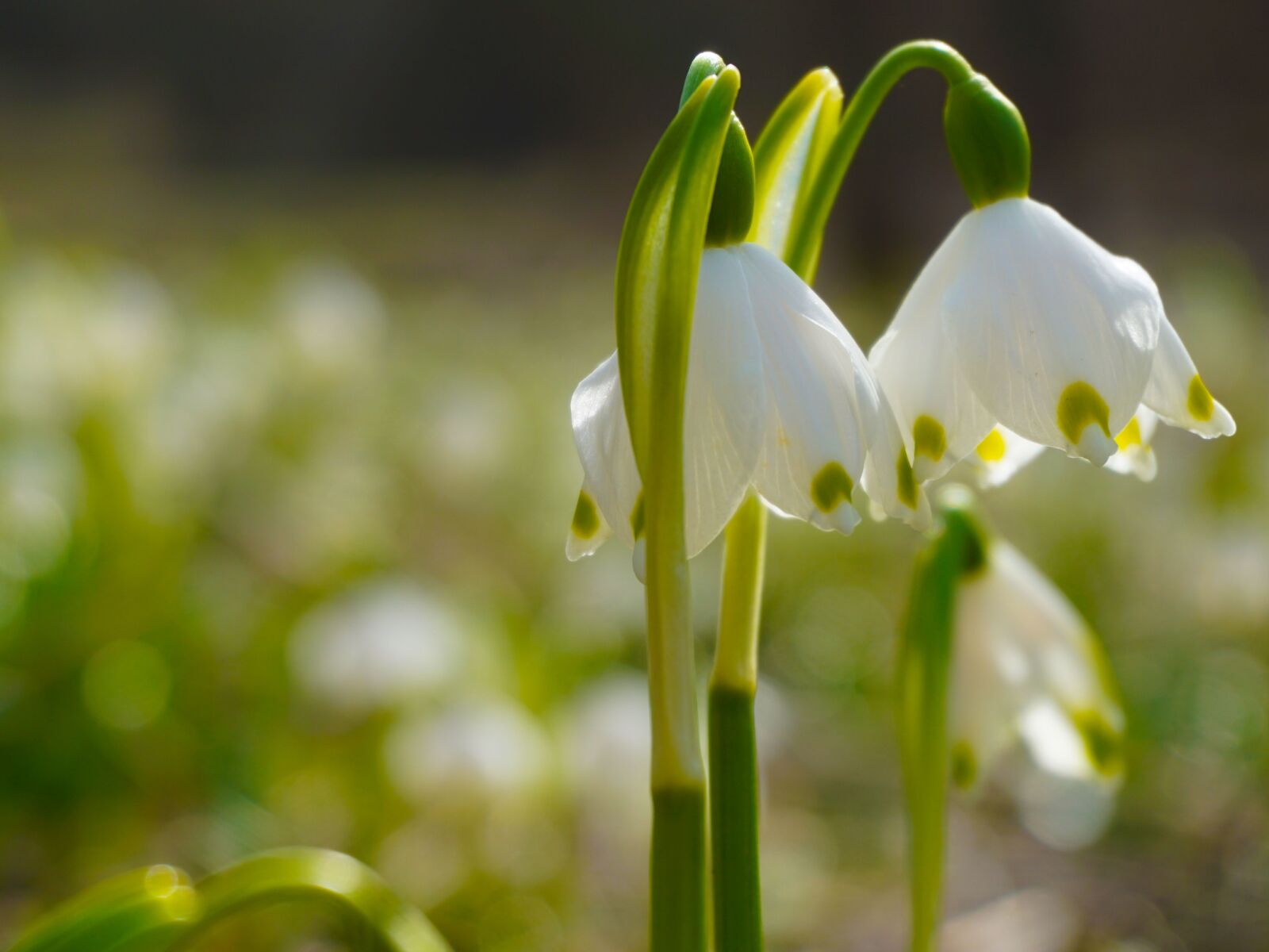 Sony E 16-50mm F3.5-5.6 PZ OSS sample photo. Snowdrop, spring, flowers photography