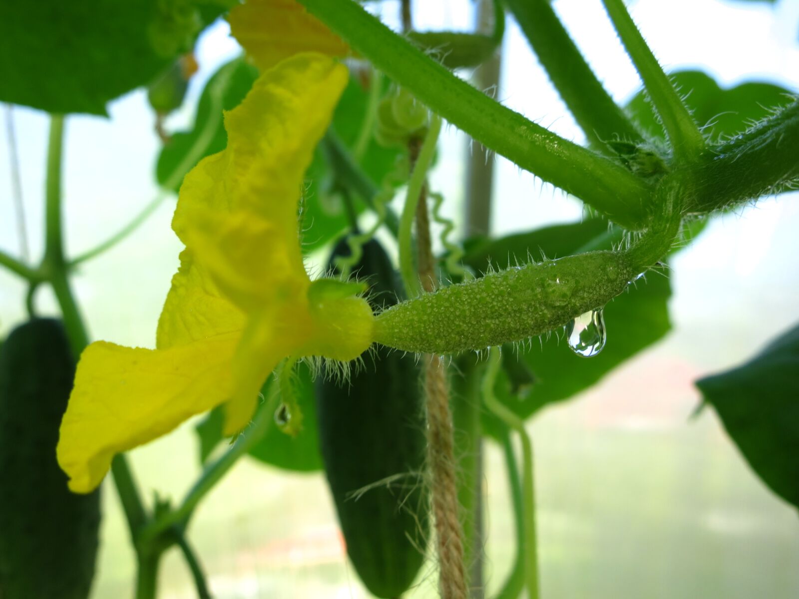 Canon PowerShot S100 sample photo. Green cucumber, vegetables, harvest photography