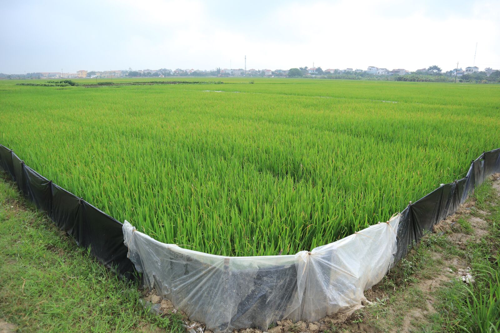 Canon EOS M50 (EOS Kiss M) sample photo. Silk, road, field photography