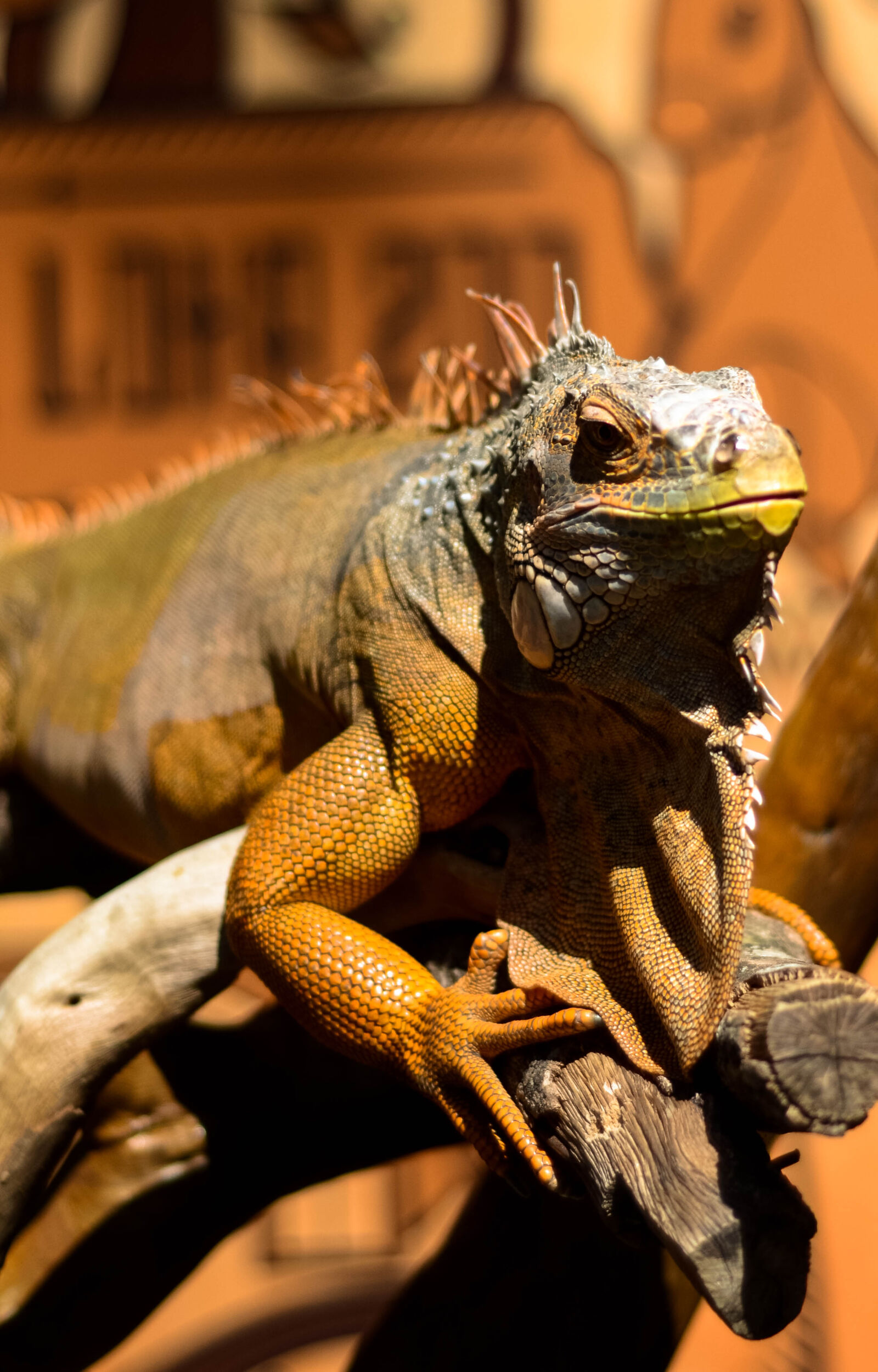Nikon D7000 + Nikon AF Nikkor 50mm F1.8D sample photo. Close, up, of, lizard photography