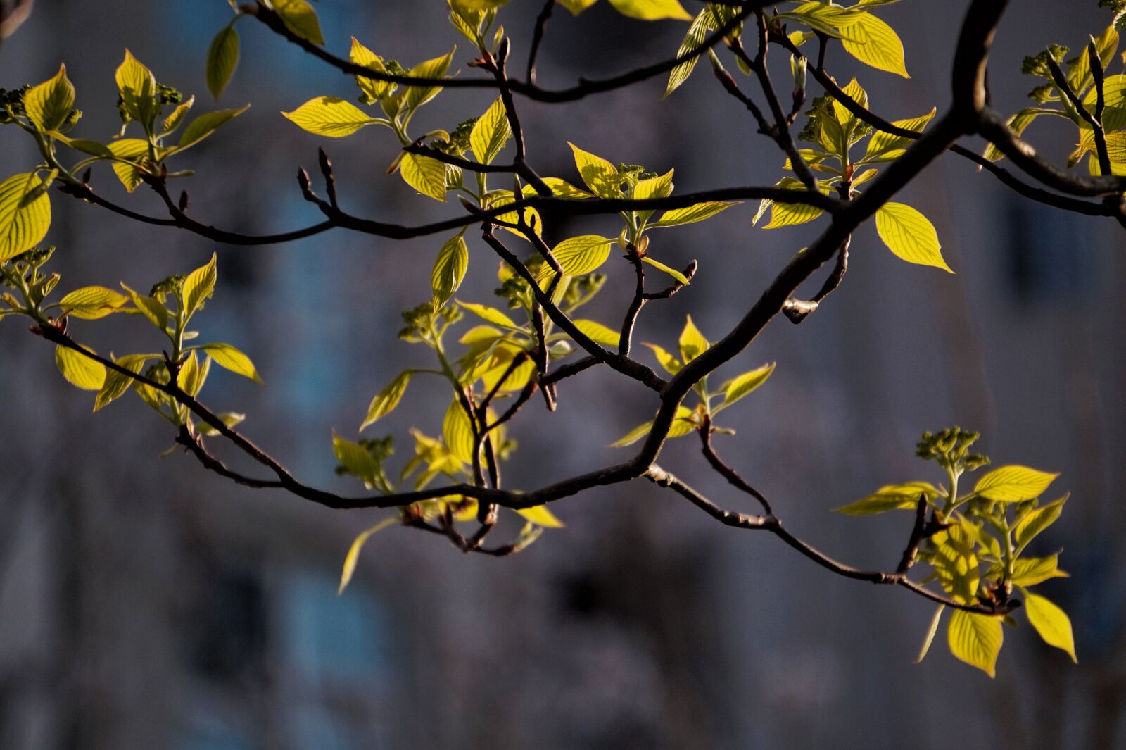 Sony Alpha a5000 (ILCE 5000) + Sony E 55-210mm F4.5-6.3 OSS sample photo. Bud, the leaves, wood photography