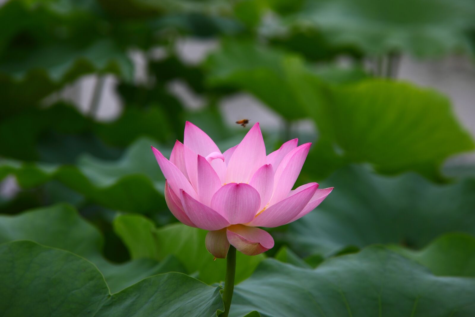 Canon EOS 5D Mark II sample photo. Leaf, plants, lotus photography