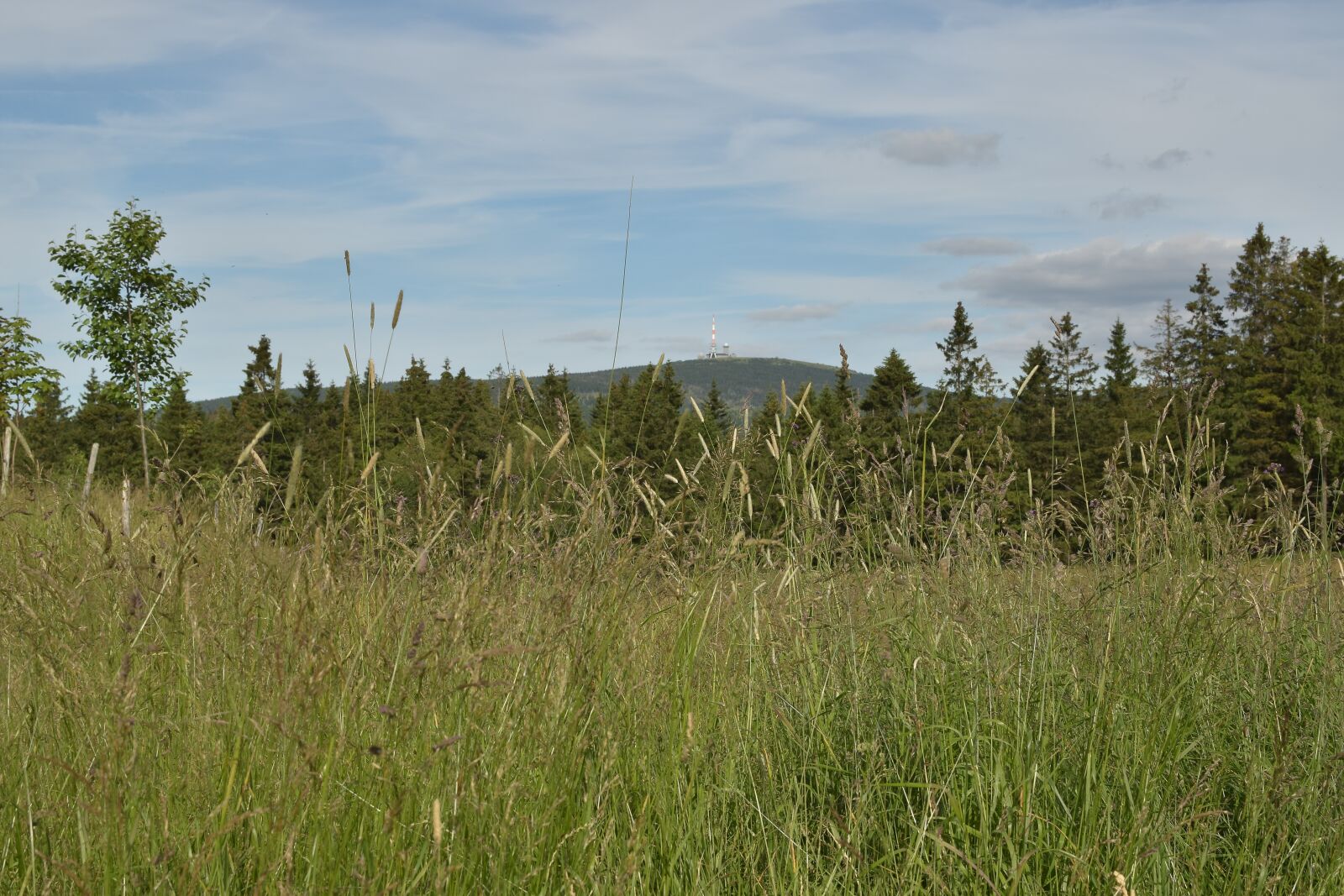 Nikon D5300 sample photo. Torfhaus, lower saxony, meadow photography