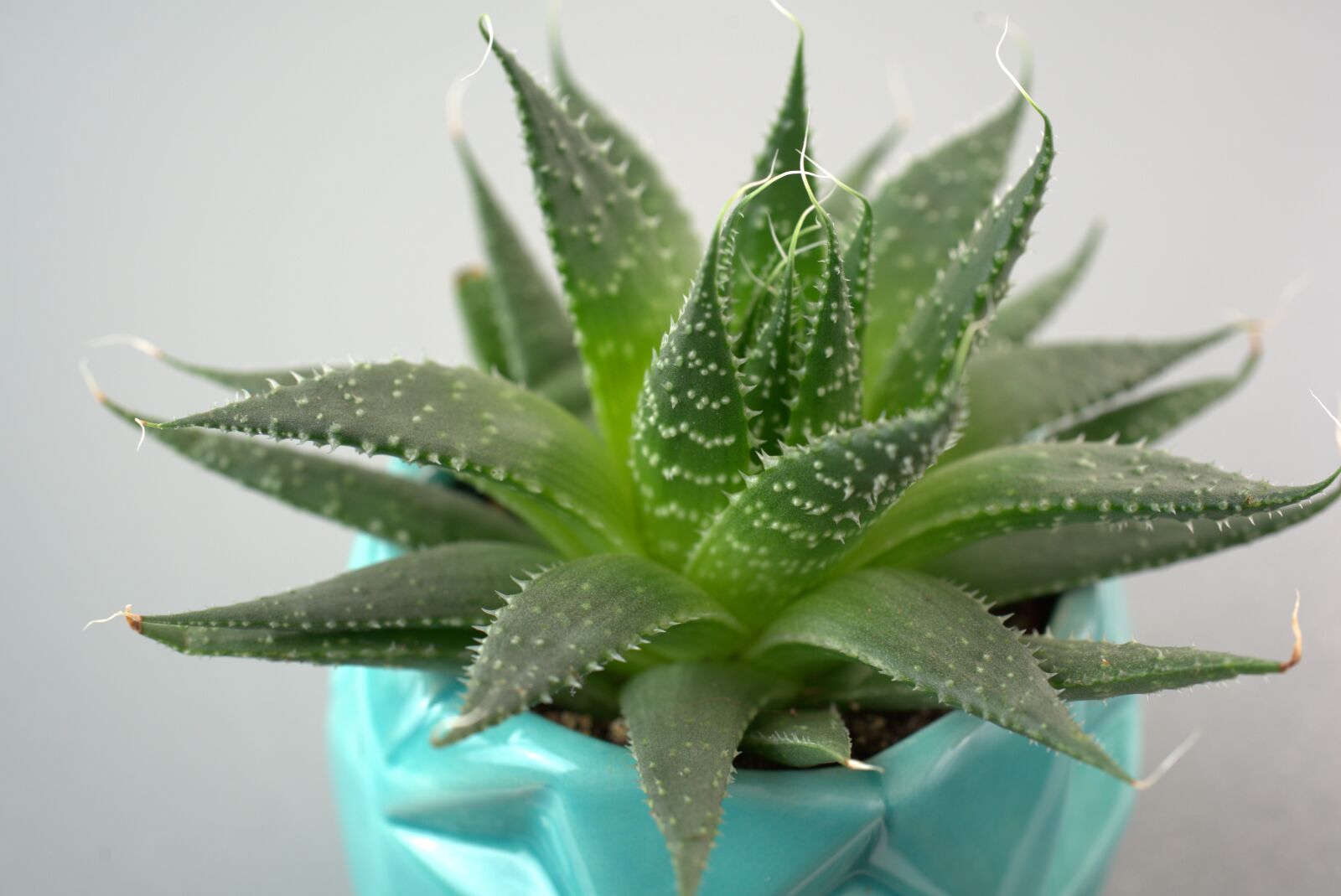 Sony FE 50mm F2.8 Macro sample photo. Flower, flowerpot, plant photography
