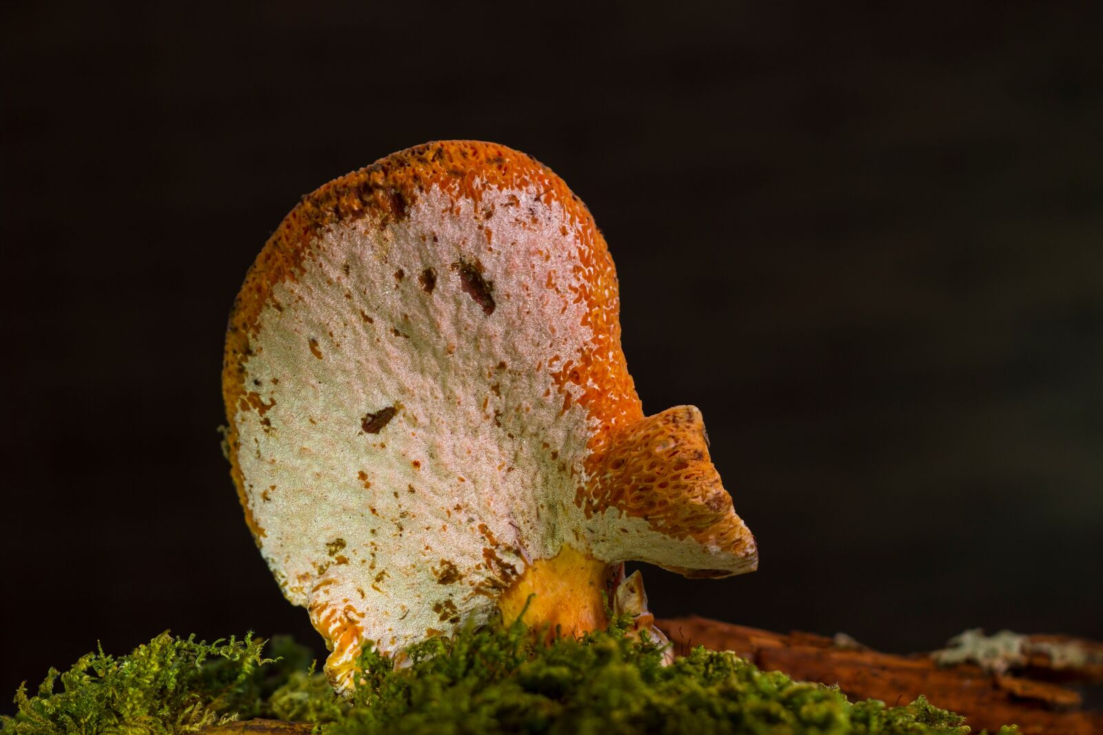 Canon EOS 7D sample photo. Saffron milk caps, precious photography