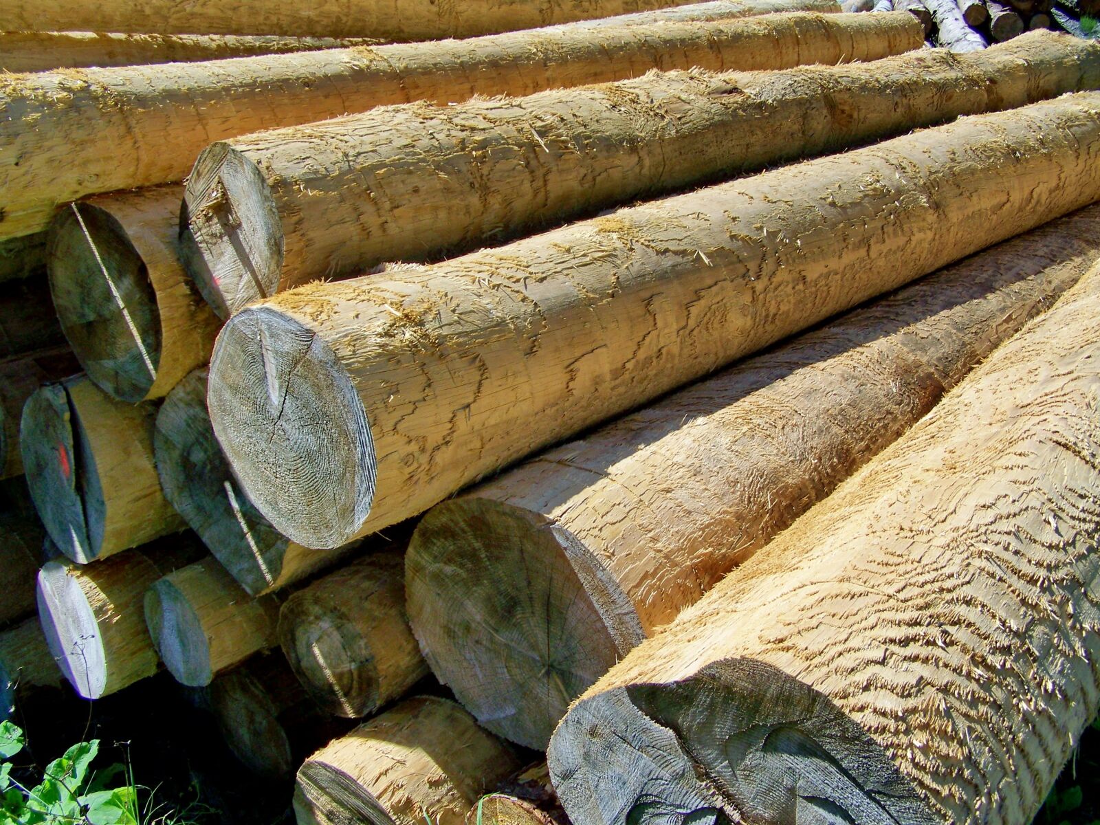 Kodak EASYSHARE ZD710 ZOOM DIGITAL CAMERA sample photo. Logs, pine wood, forest photography