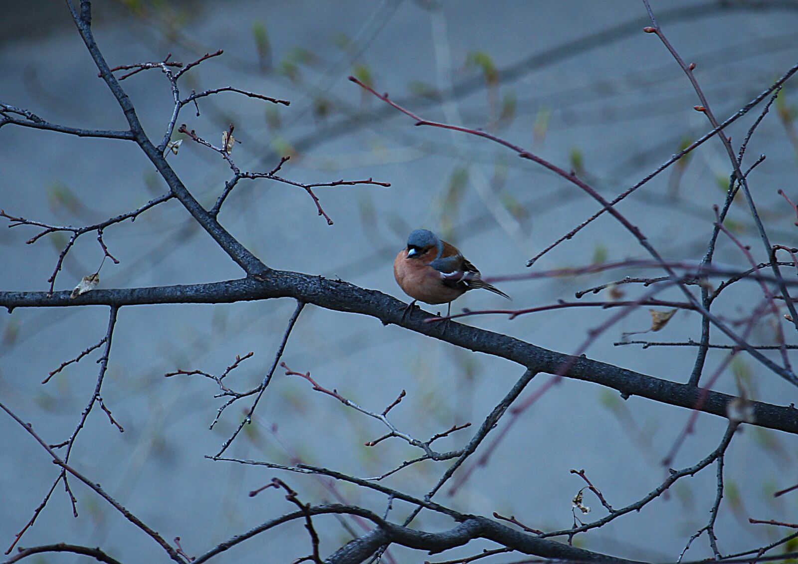 Canon EOS 1200D (EOS Rebel T5 / EOS Kiss X70 / EOS Hi) sample photo. Spring, birds, bird photography