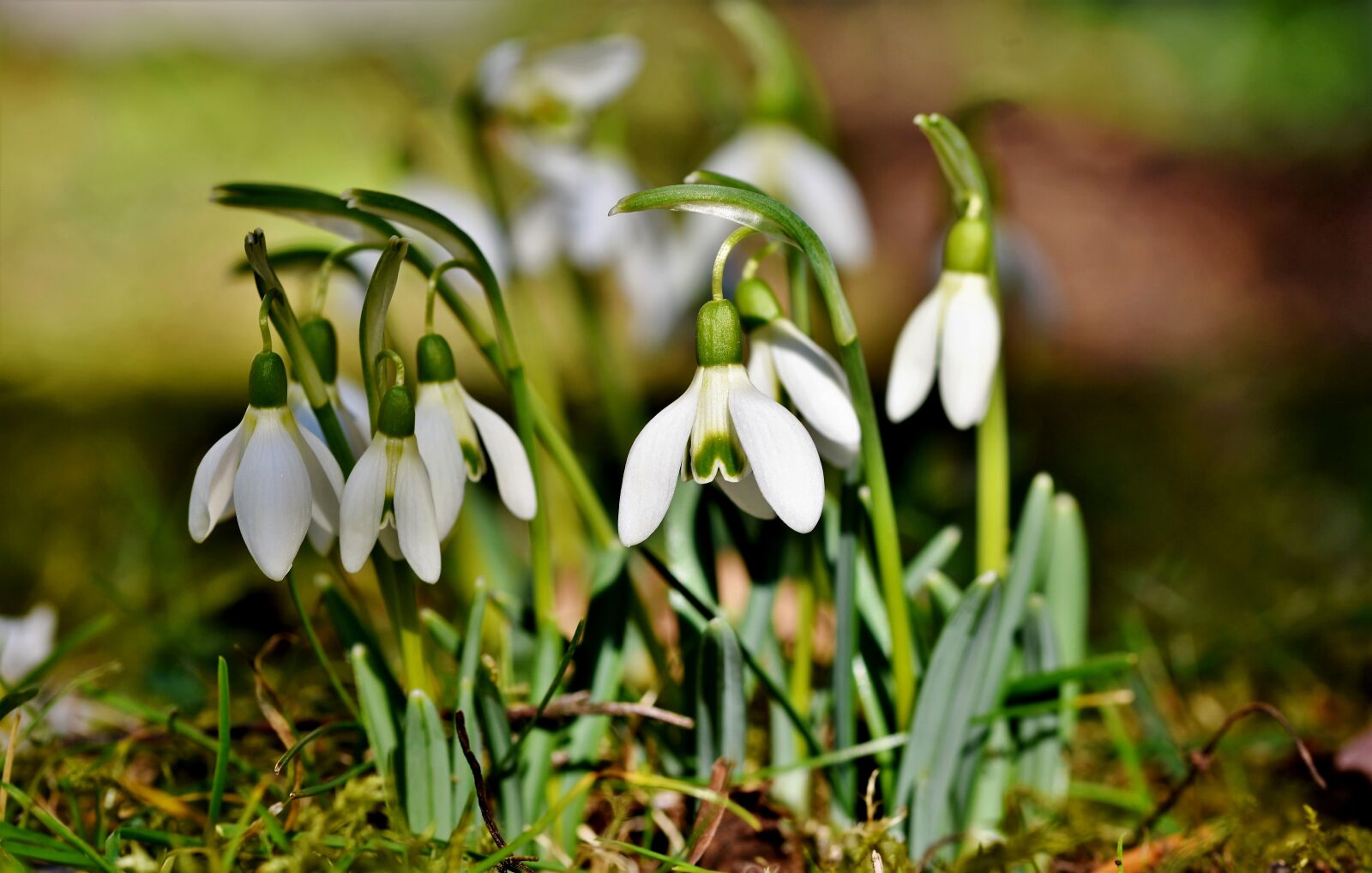 Nikon D7200 sample photo. Snowdrop, snow bell, spring photography