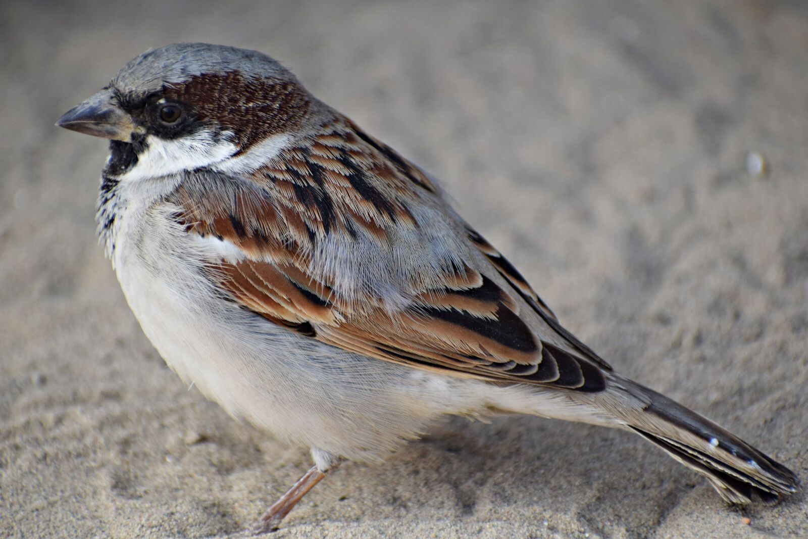Nikon D3300 sample photo. Sparrow, male, bird photography