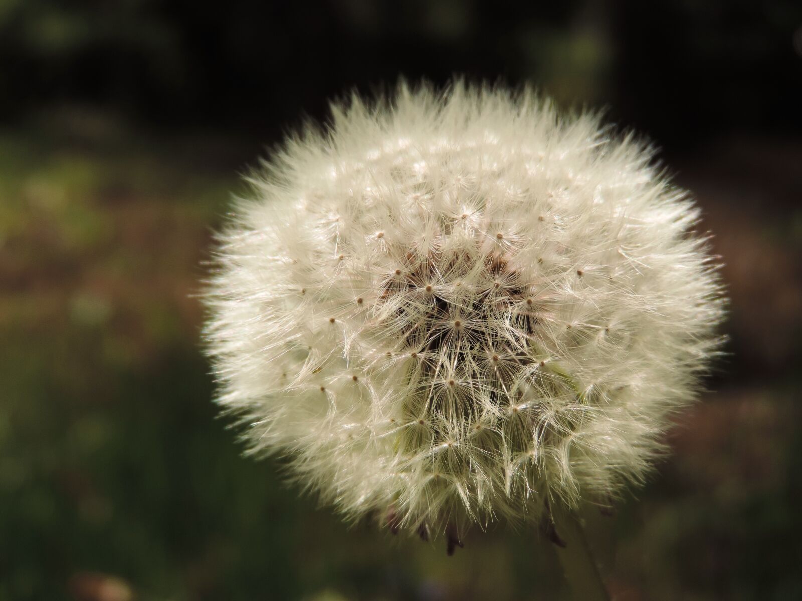 Nikon Coolpix P520 sample photo. Nuns, sonchus oleraceus, dandelion photography