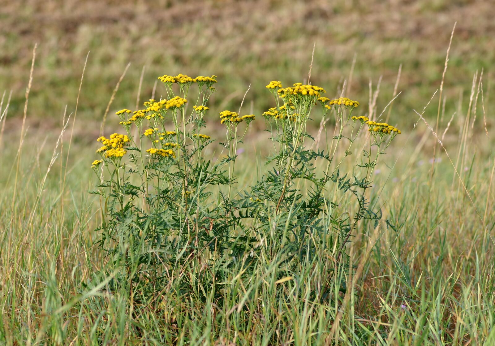 Pentax K-S2 sample photo. Wrotycz, flower, yellow photography