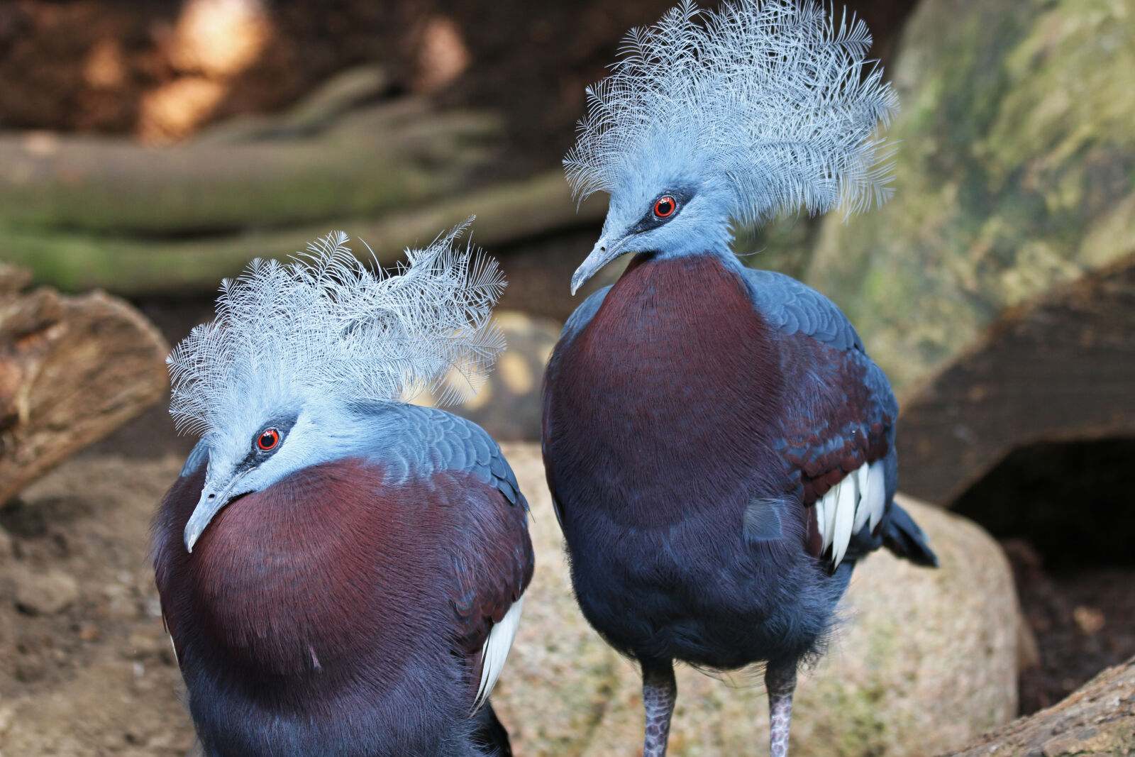 Canon EOS 7D Mark II sample photo. Animals, birds, exotic, feathers photography