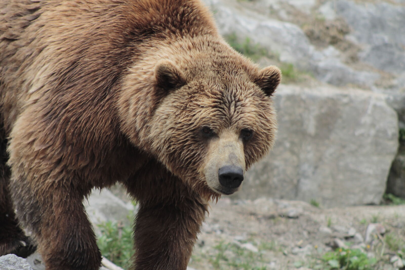Canon EOS 1100D (EOS Rebel T3 / EOS Kiss X50) sample photo. Bear, brown, bear photography