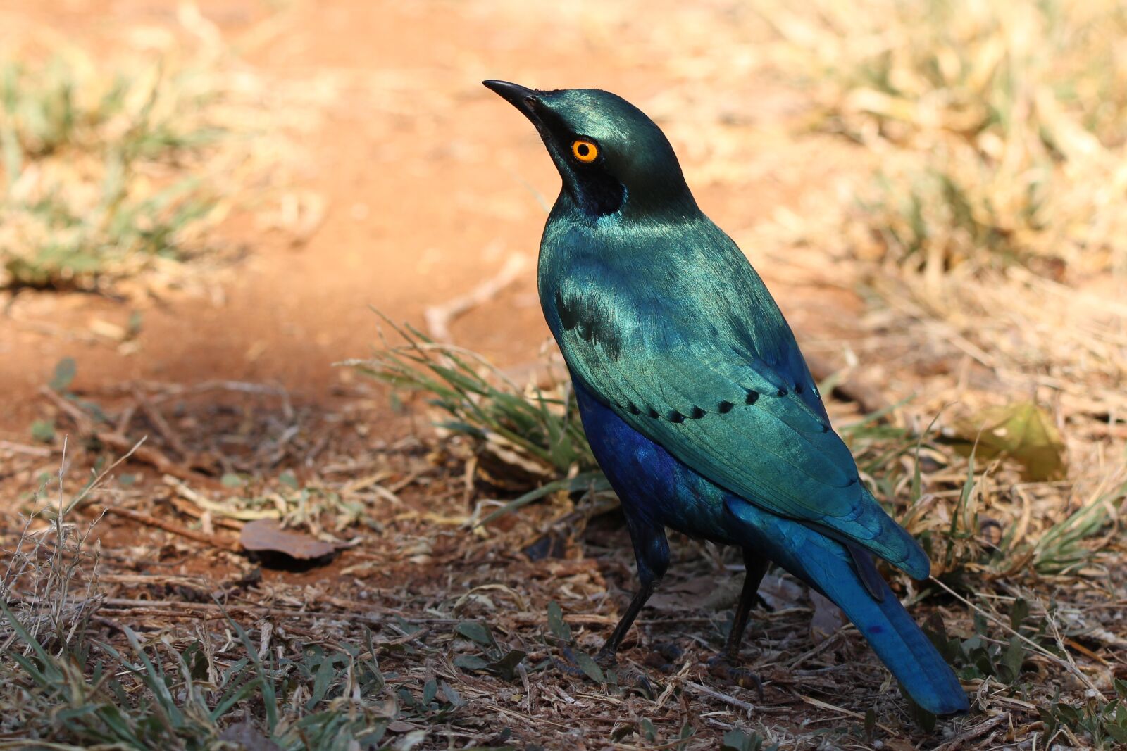 150-600mm F5-6.3 DG OS HSM | Contemporary 015 sample photo. Starling, blue, bird photography