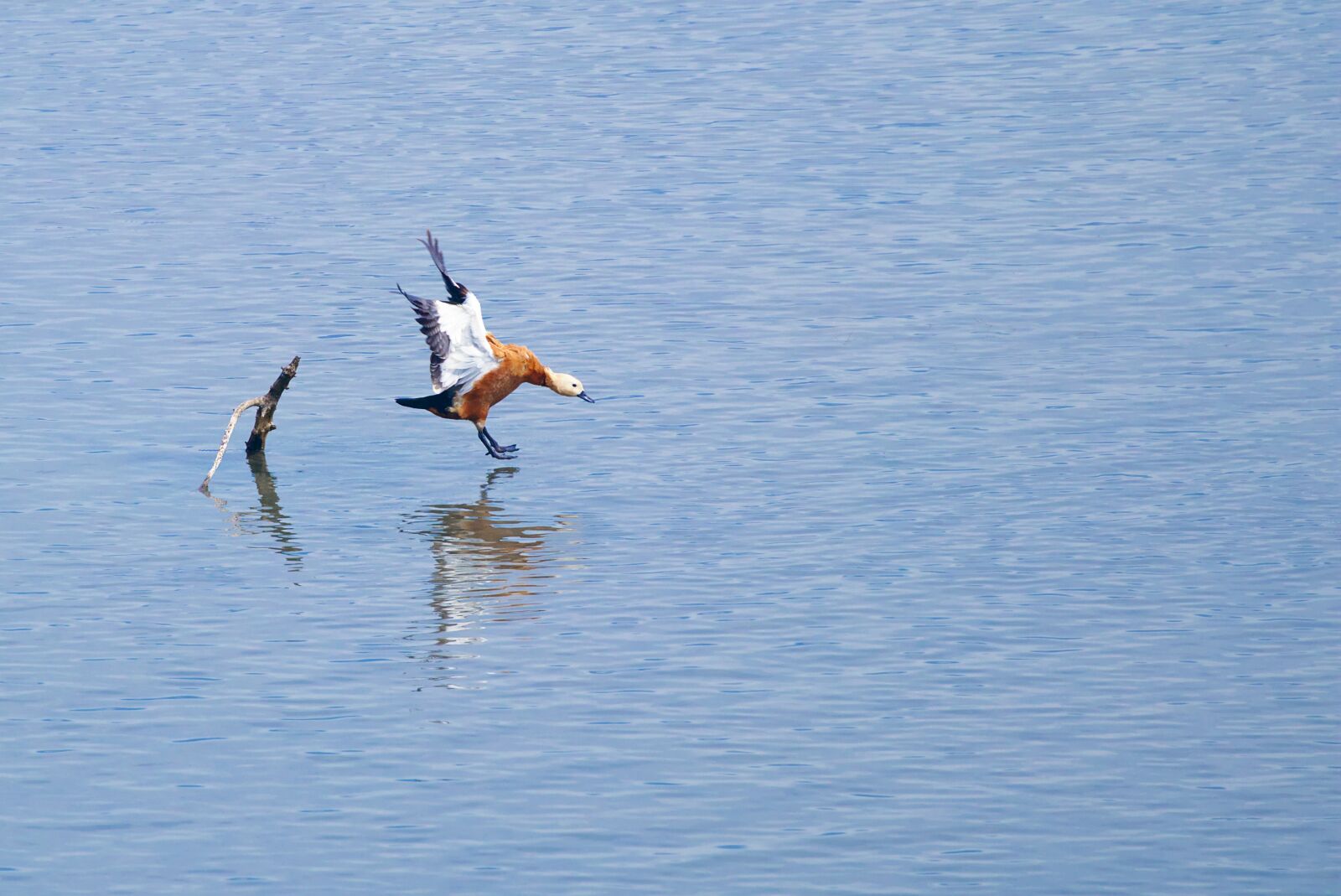 Canon EOS M5 sample photo. Lake, rust goose, water photography