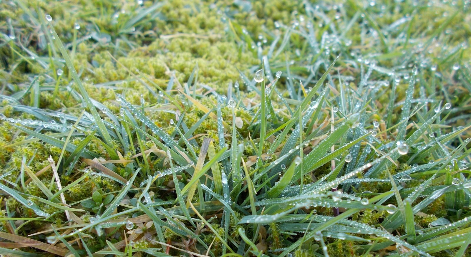 Nikon Coolpix L31 sample photo. Snow tau, green grass photography