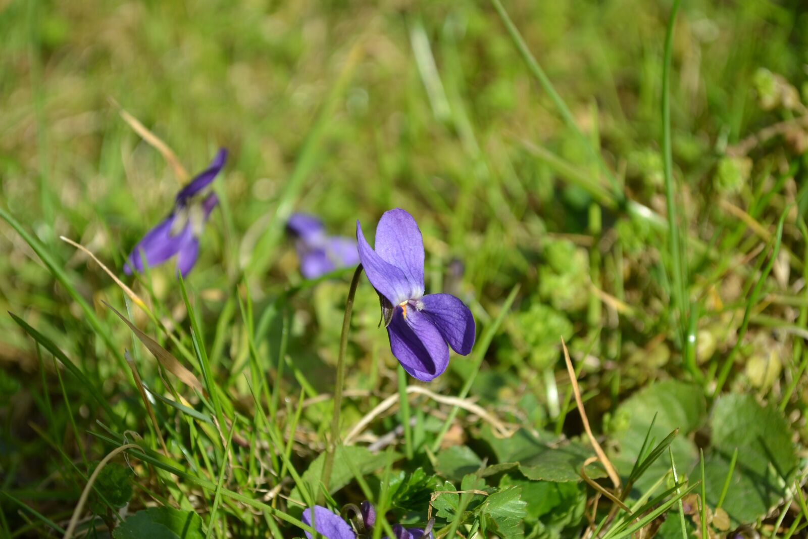Nikon D3100 sample photo. Violet, march violets, scented photography