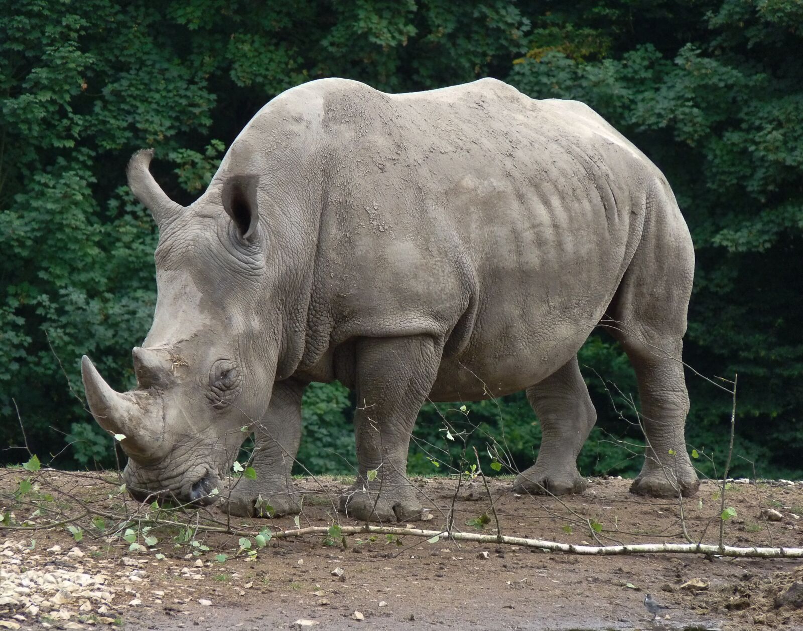 Panasonic Lumix DMC-FZ28 sample photo. Rhinoceros, zoo, wild animal photography