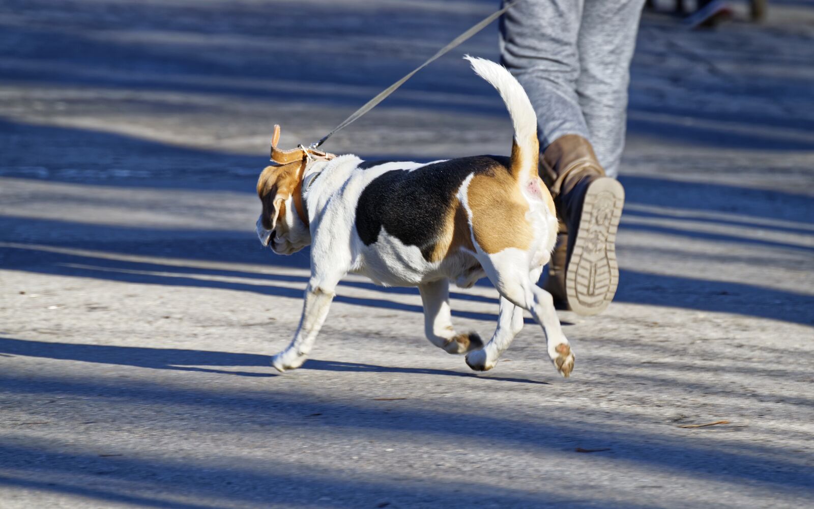 Nikon D5300 sample photo. Dog, pet, mammalian photography
