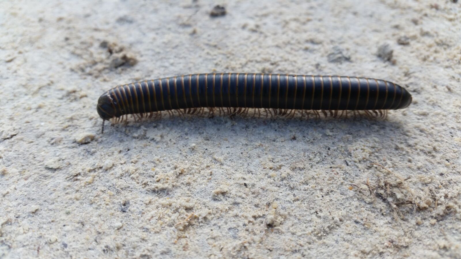 Samsung Galaxy S5 sample photo. Worm, caterpillar, centipede photography