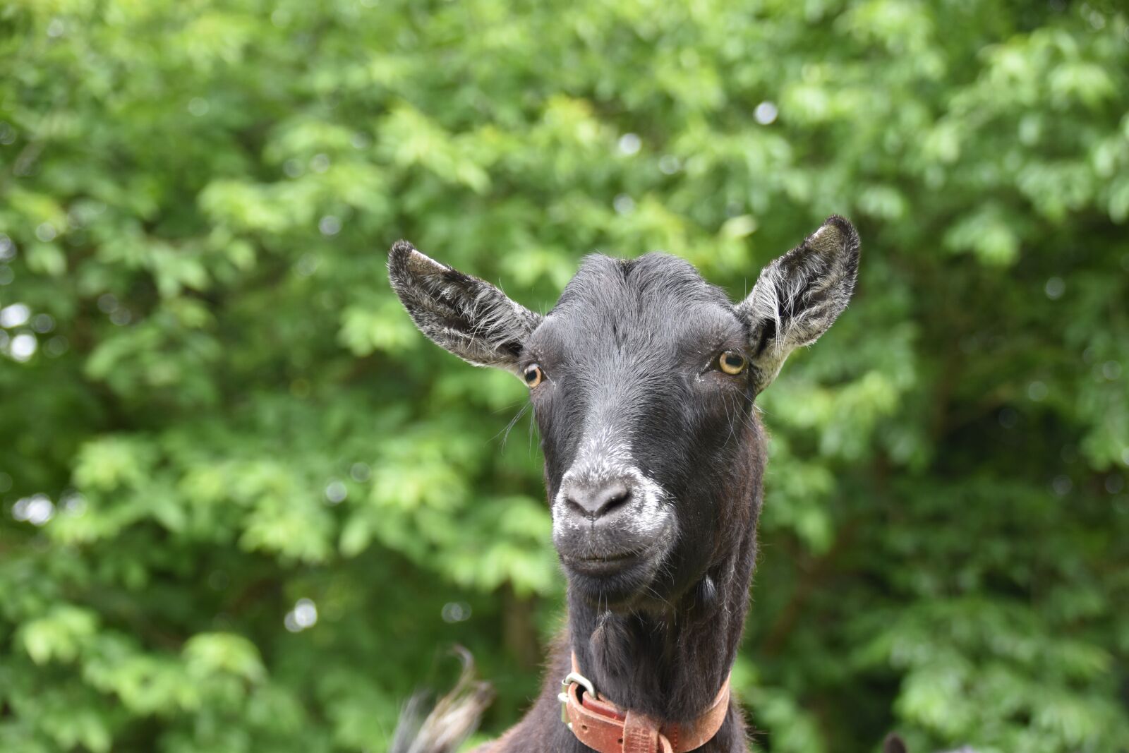 Nikon D5600 sample photo. Goat, black goat, herbivore photography