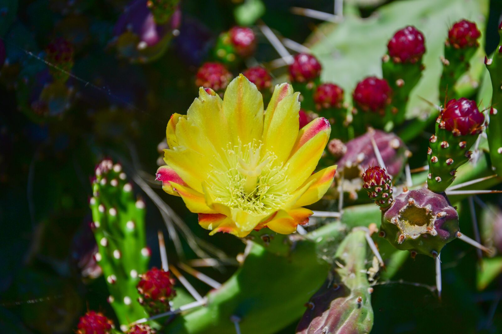 Nikon D3300 sample photo. Flower, nature, cactus photography