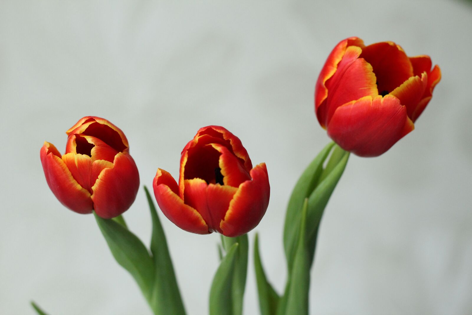 Canon EOS 600D (Rebel EOS T3i / EOS Kiss X5) + Canon EF 50mm F1.8 II sample photo. Tulip, red, flower photography