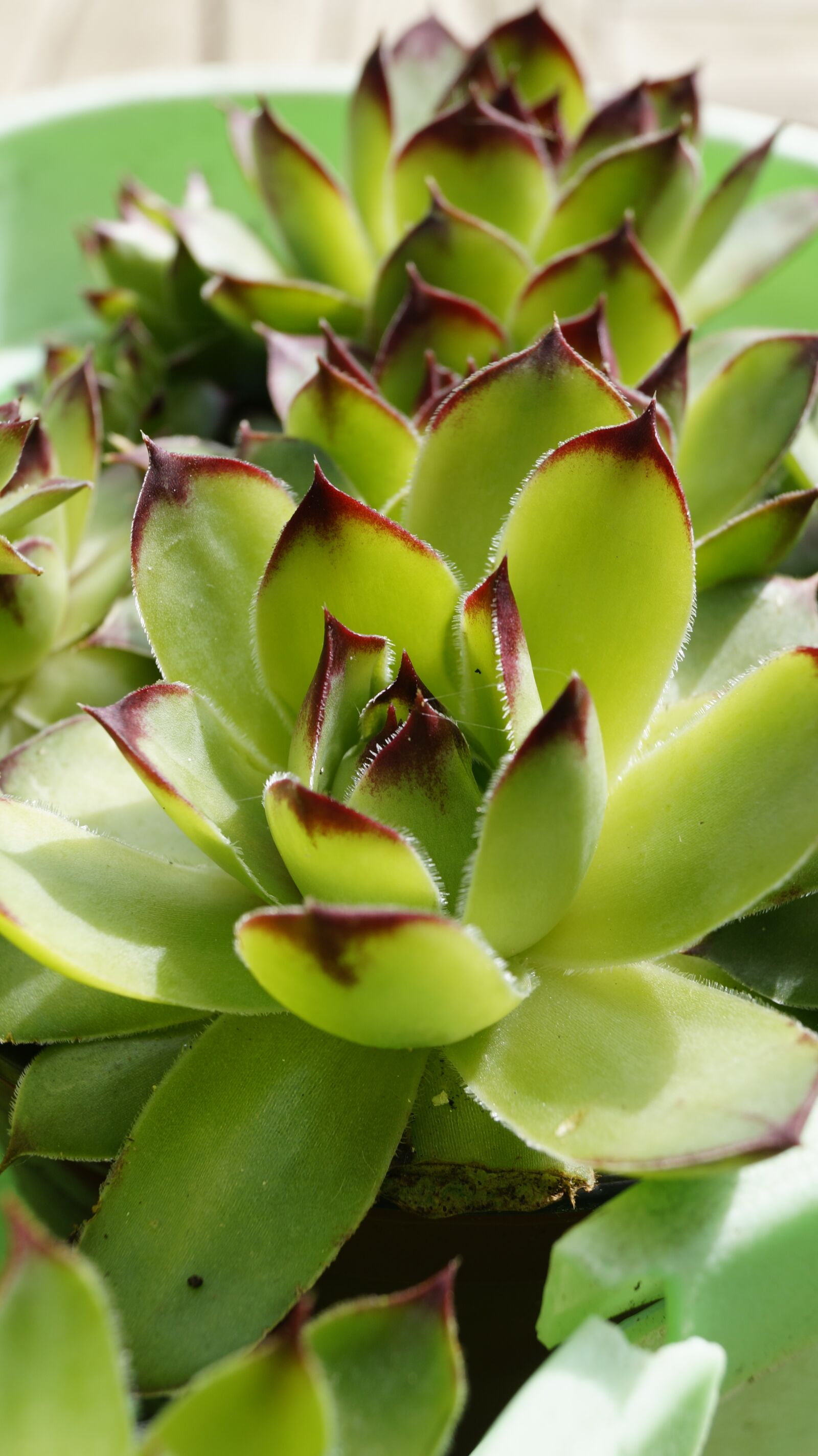 Sony DT 18-55mm F3.5-5.6 SAM II sample photo. Flower, green, nature photography