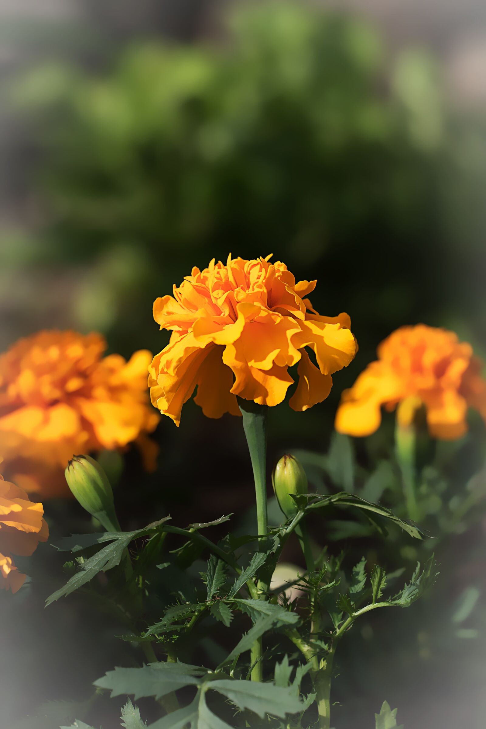 Nikon D750 sample photo. Marigold, marigolds, turkish carnation photography