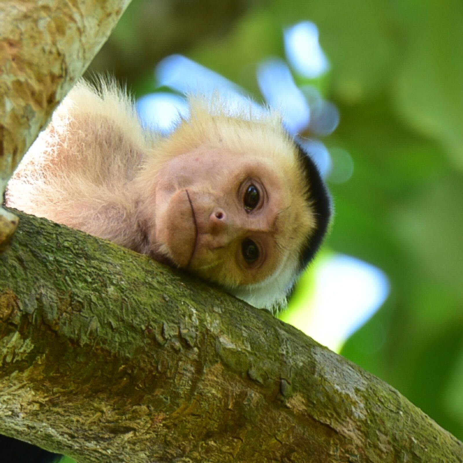 Nikon D3400 sample photo. Monkey, monkeys, animal photography