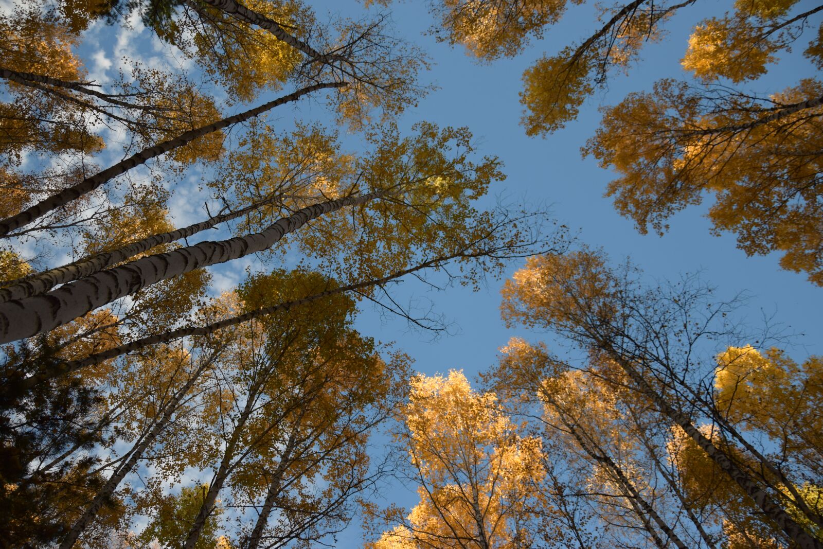 Nikon D5300 sample photo. Autumn, sky, in the photography
