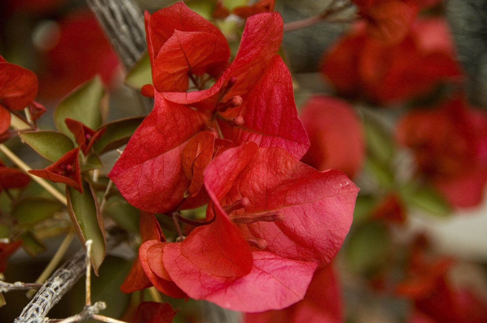 Nikon D50 sample photo. Bougainvillea, flower, blossom photography