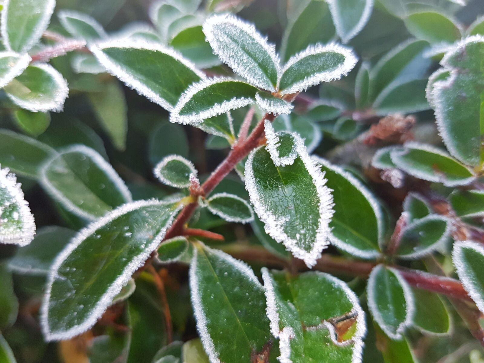 Samsung Galaxy S7 Edge sample photo. Frost, winter, leaves photography
