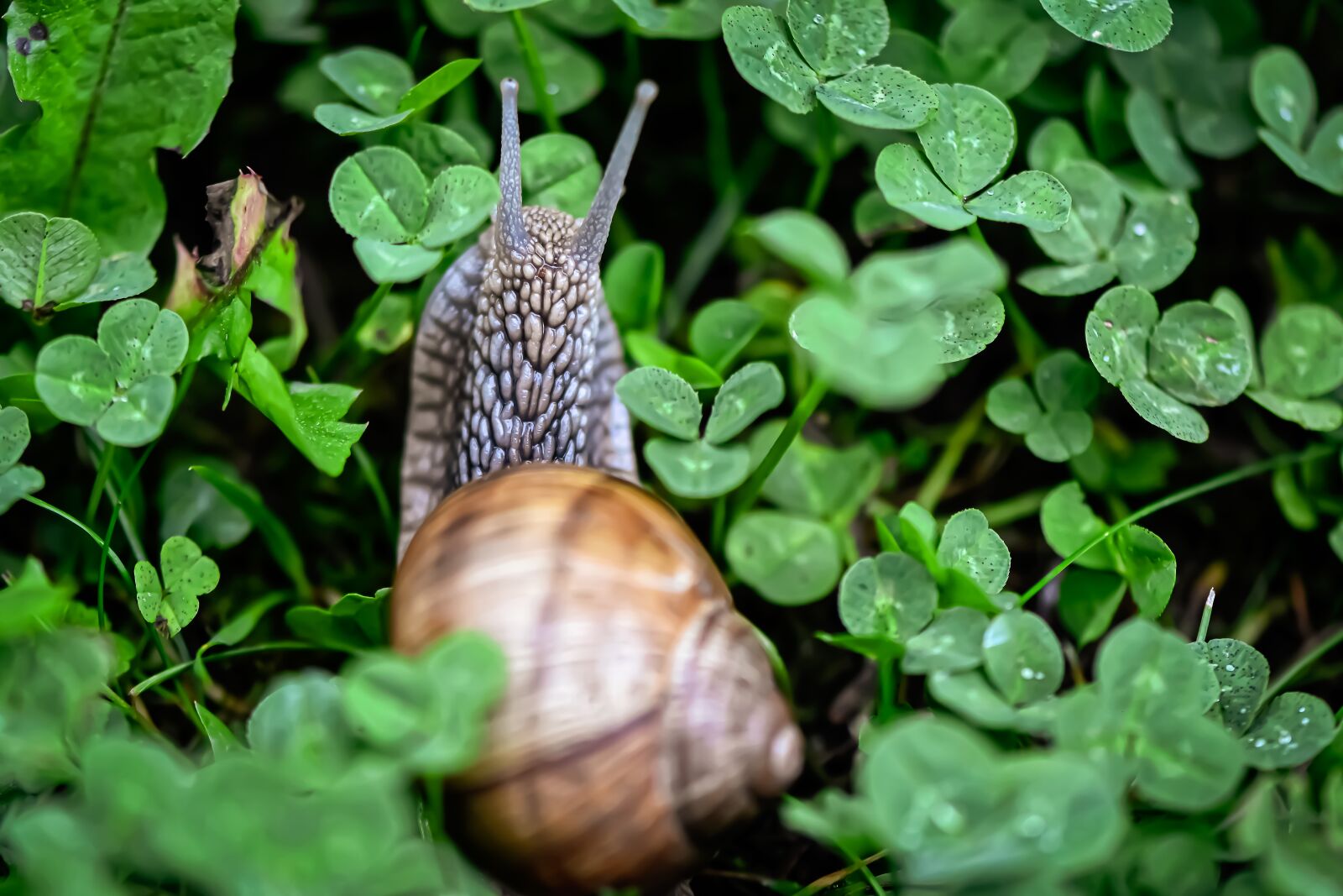 Nikon D7200 sample photo. Snail, animal, house photography