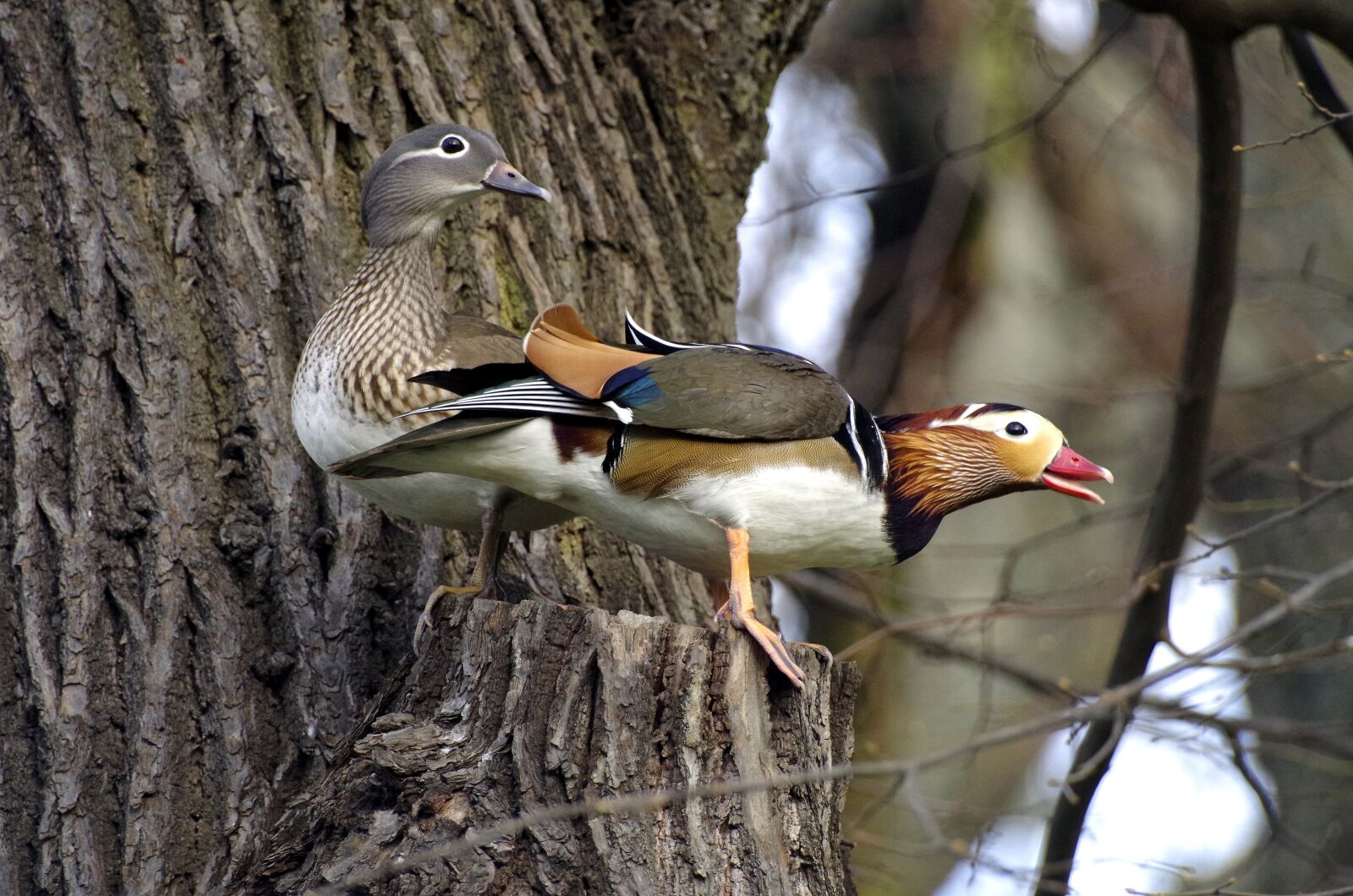 Pentax K-30 sample photo. Mandarin ducks, nest, couple photography