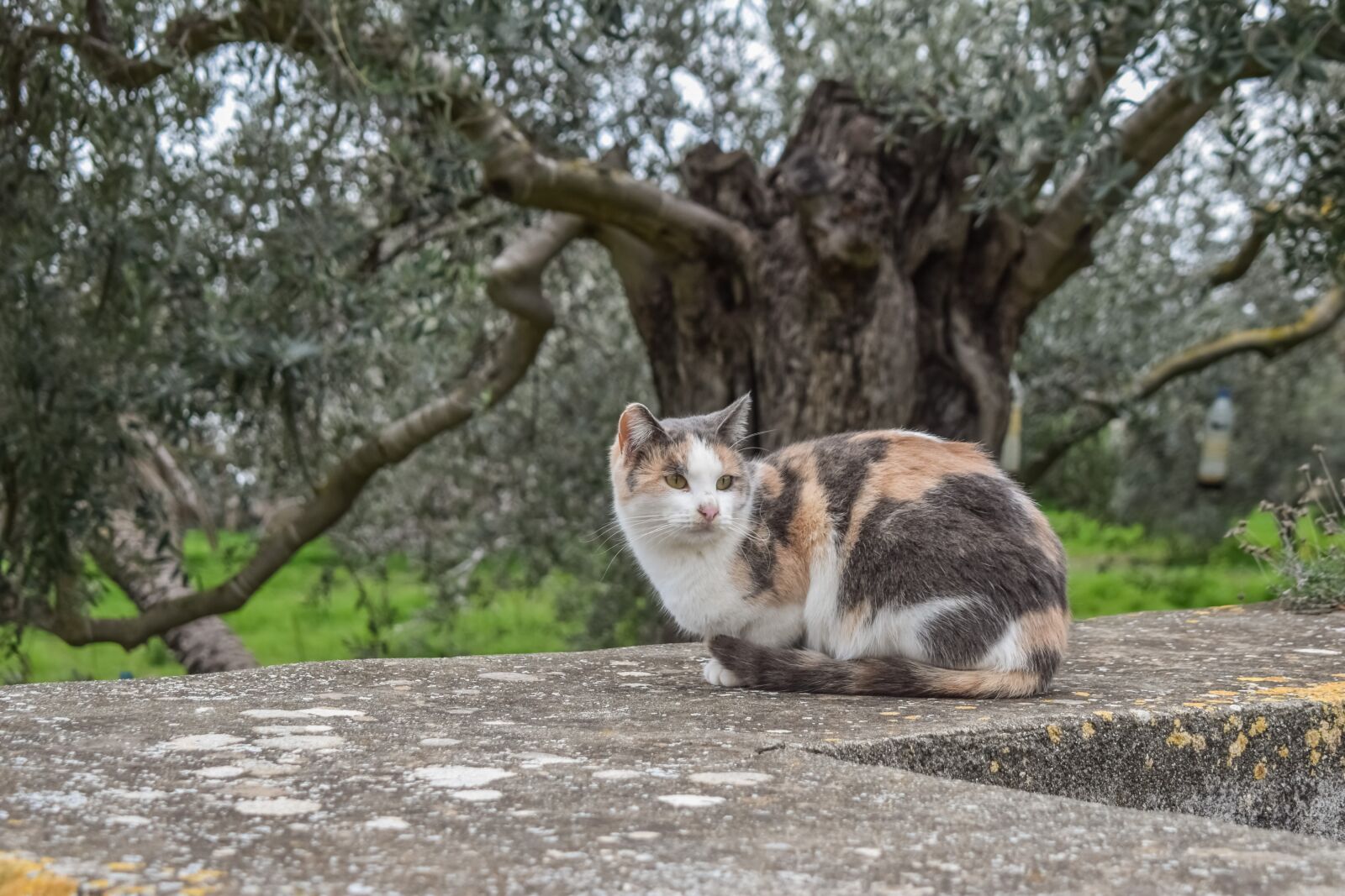 Nikon D3300 sample photo. Cat, stray, sitting photography