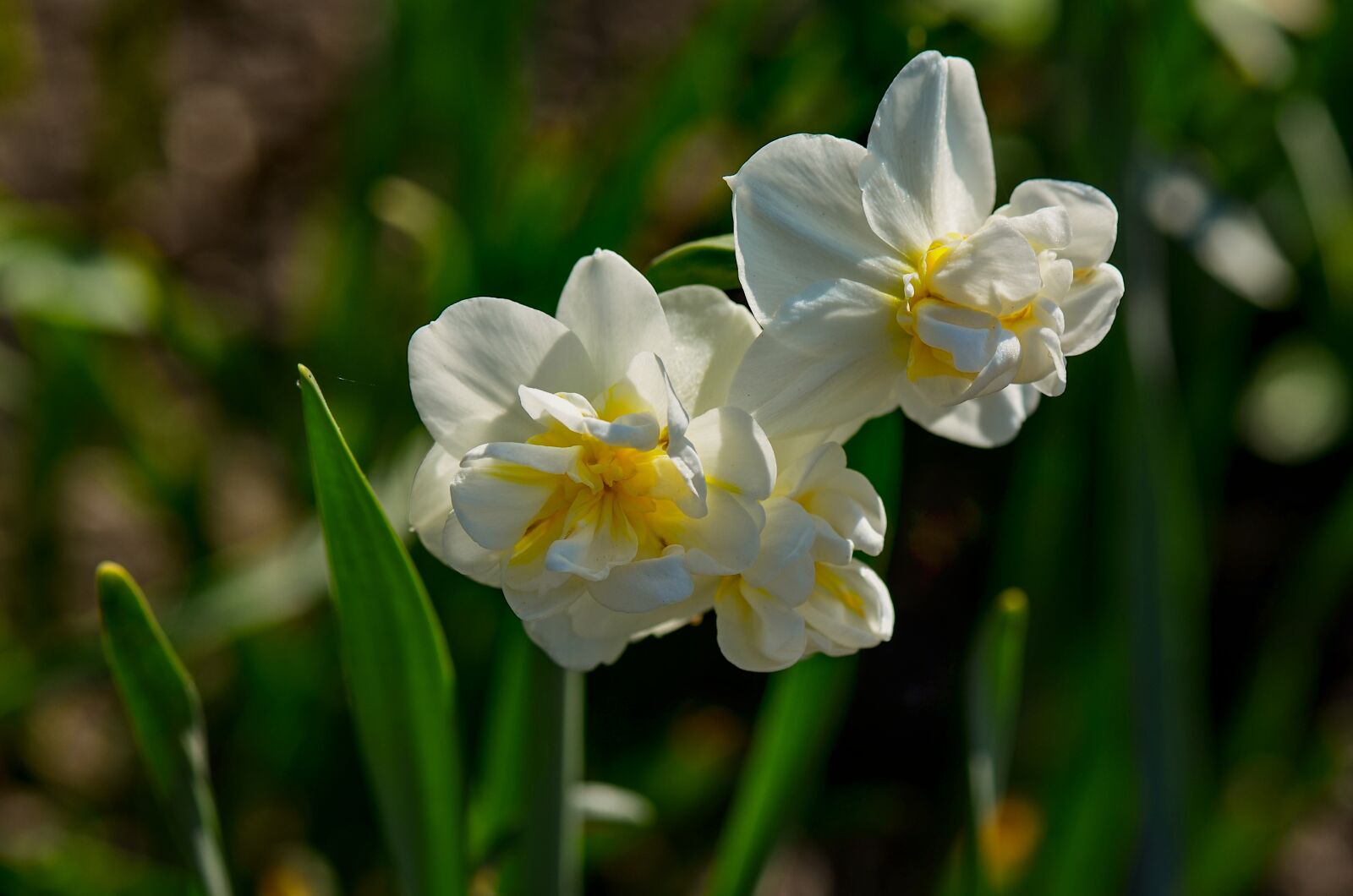 Nikon D7000 sample photo. Daffodils, white, spring photography