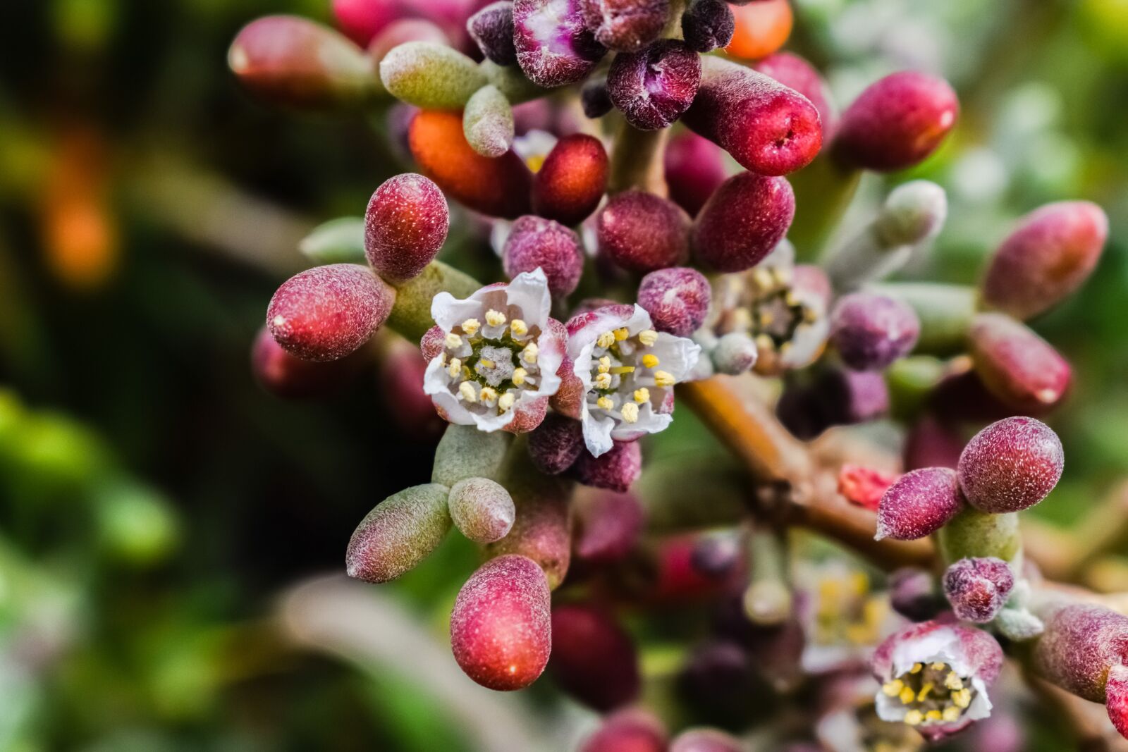 Nikon D3300 sample photo. Zygophyllum album, wildflower, plant photography